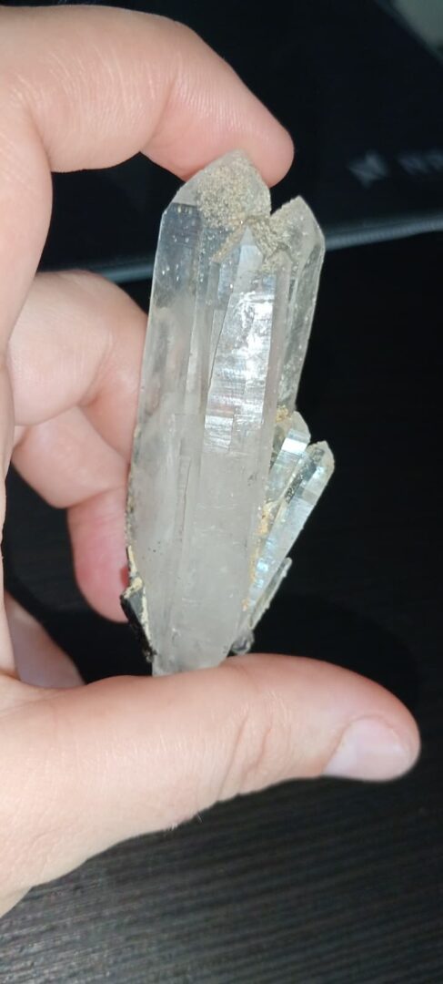 lemurianopanasqueira (2)